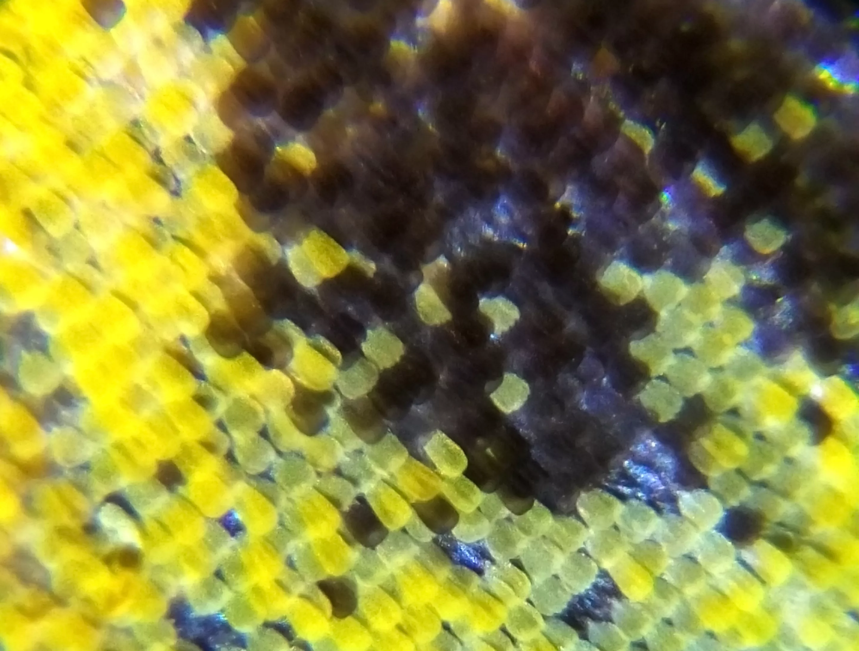 Close-up image of bright yellow and black scales from a butterfly wing, creating a vivid mosaic pattern with a textured appearance.